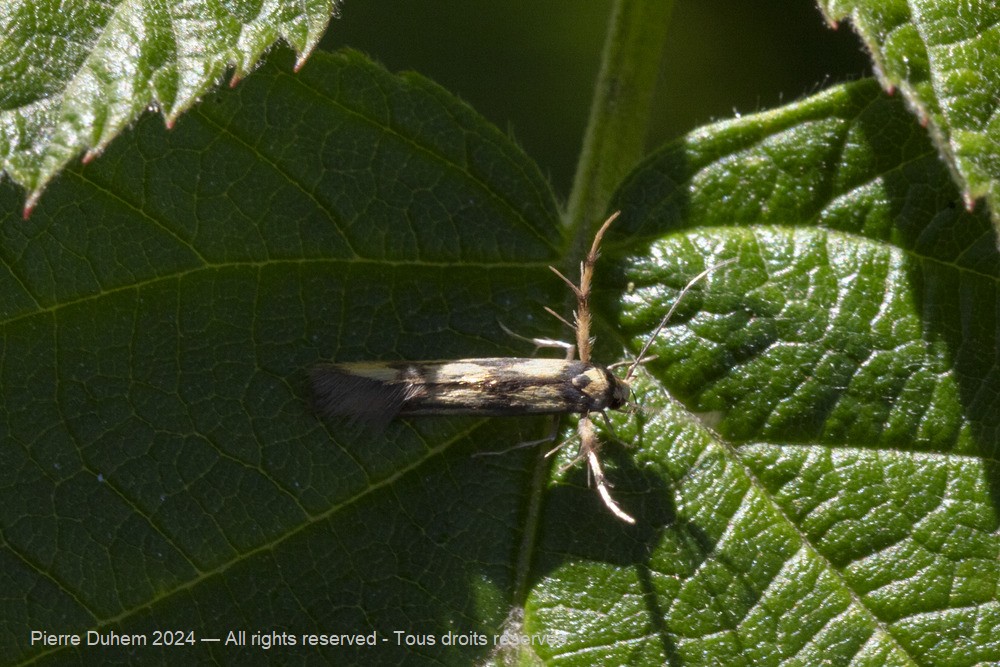 Stathmopoda pedella