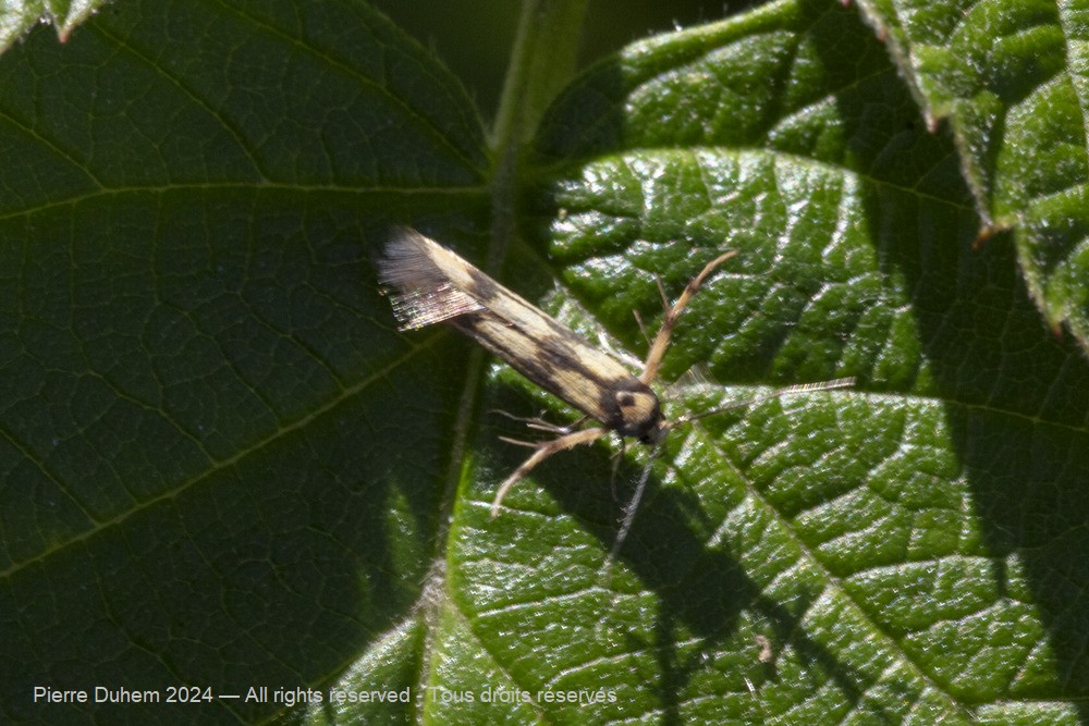 Stathmopoda pedella